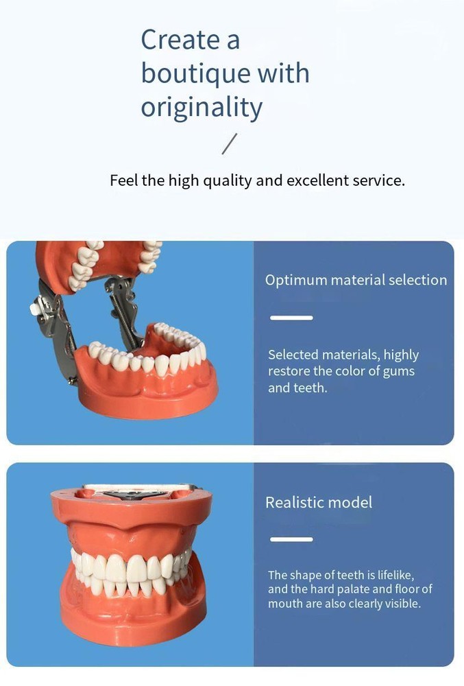 Dental 32PCS Teeth Model With Removable Teeth Training With a screwdriver