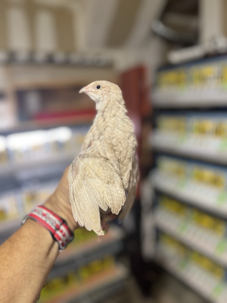 24 Mix All Rare Quail Hatching Eggs