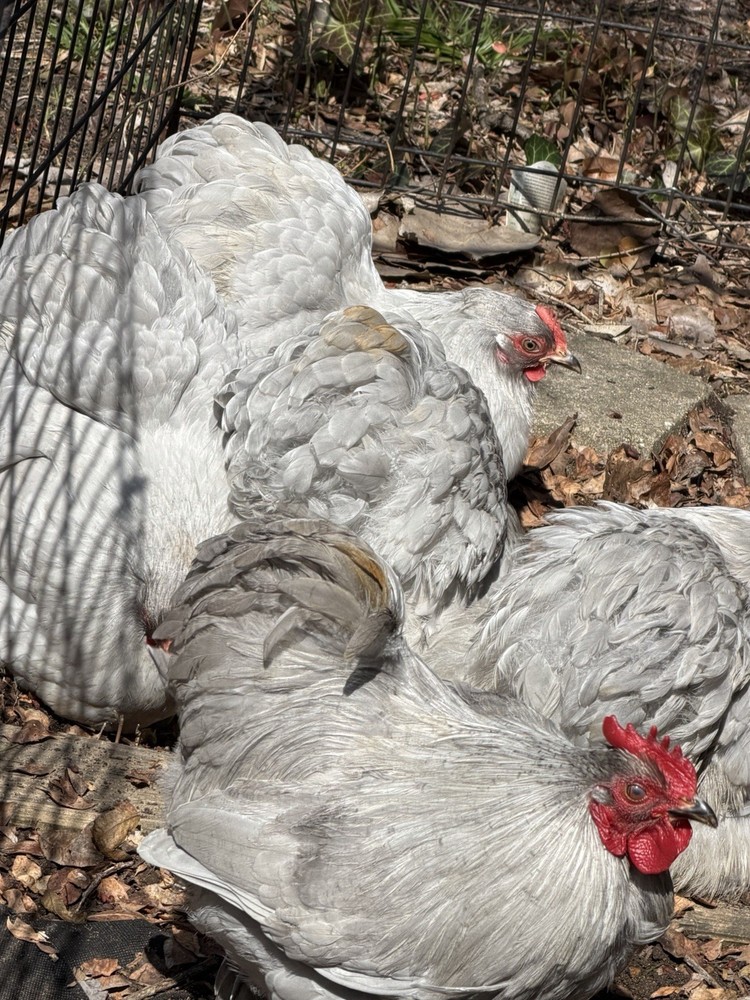6+ Lavender (Self Blue) Bantam Cochin Hatching Eggs