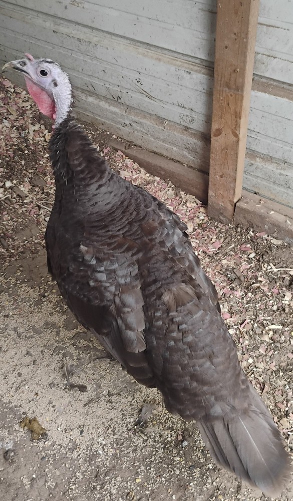 Rare Chocolate Turkey Hatching Eggs