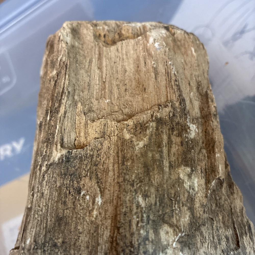 petrified wood rough