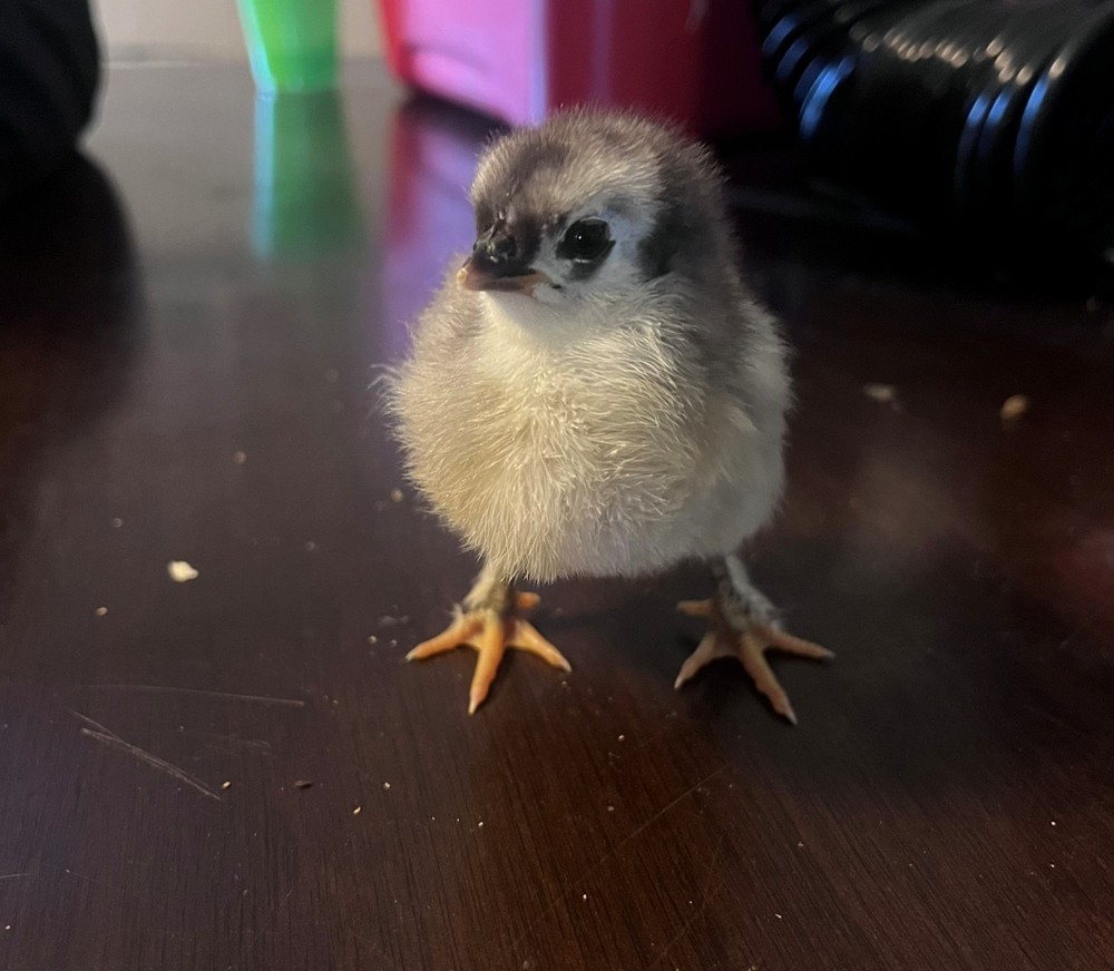 12+ Rainbow Hatching Eggs – Easter Eggers, Olive Eggers & Black Copper Marans