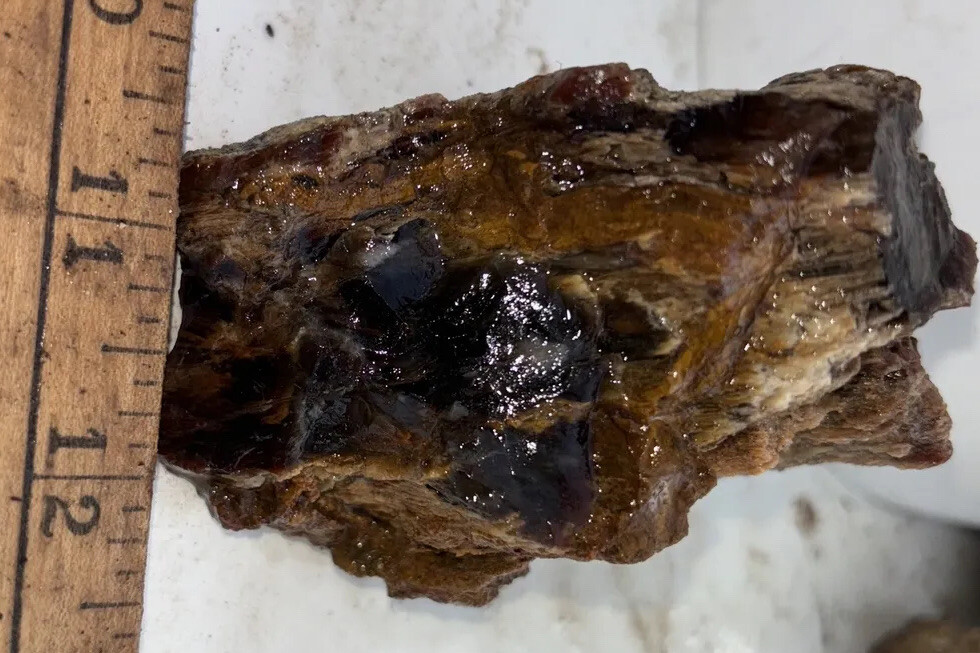 Silver Creek Junction petrified wood