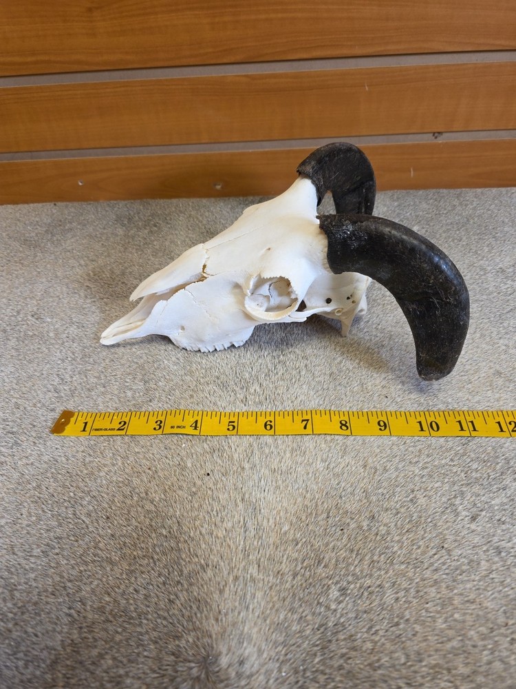 JVBH57 Sheep Ram Skull