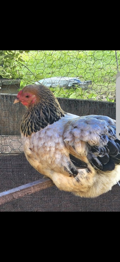 Fertile Bantam Mystery Hatch 12 eggs