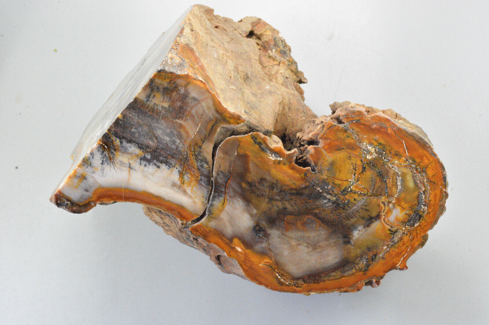 Petrified Wood Round, Saddle Mountain, Washington