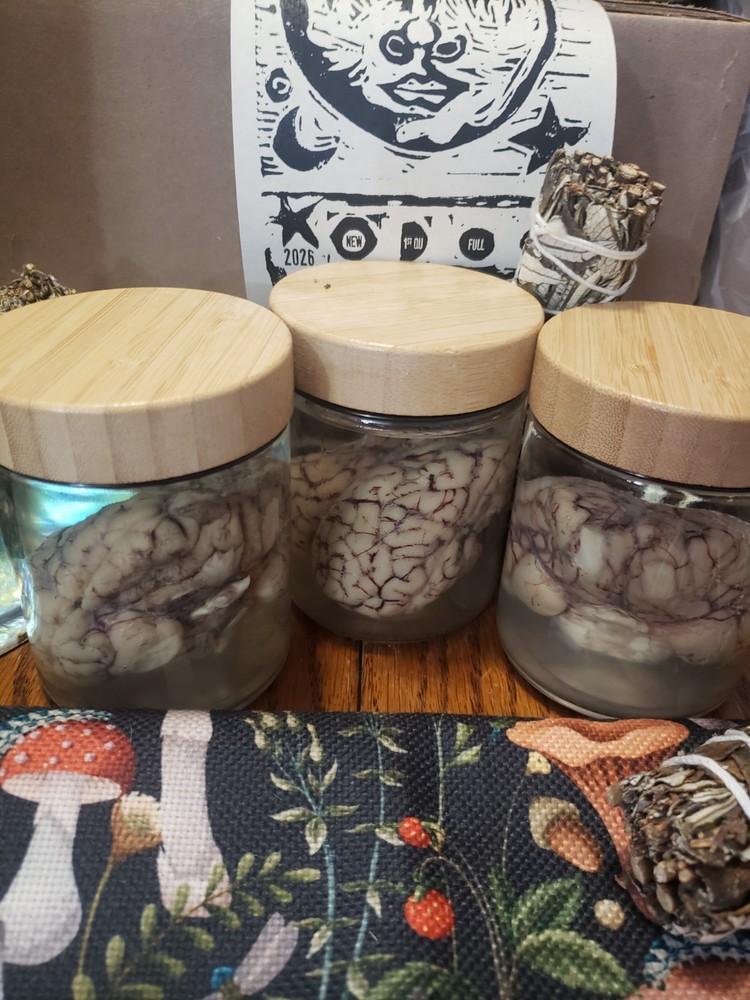 Sheep Brain Wet Specimin