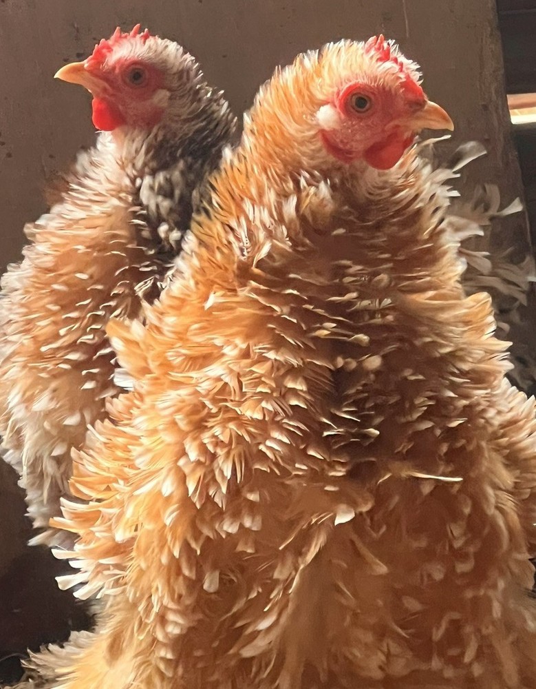 6 ++ Frizzle Bantam Cochin hatching eggs 🐣