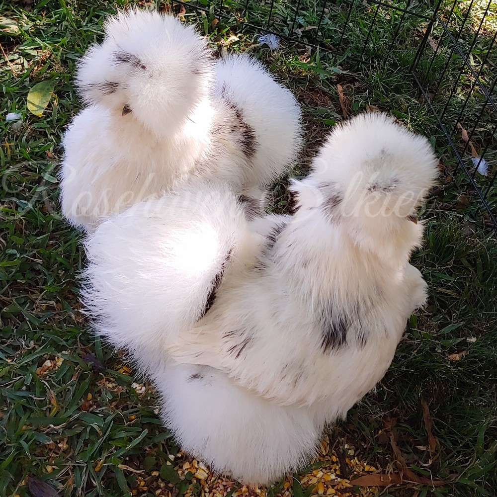 6 quality Silkie Hatching Eggs