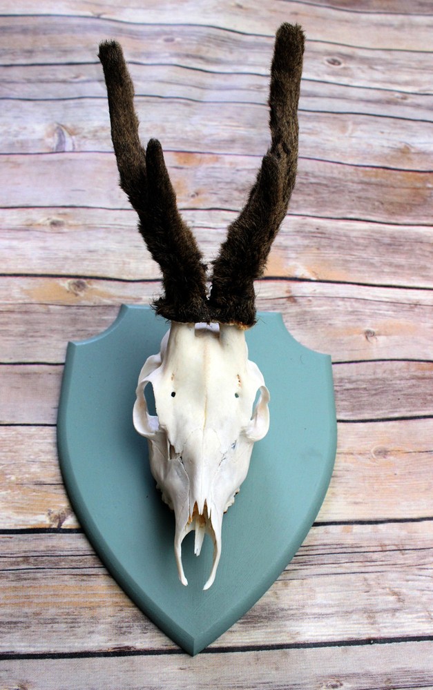 Scottish Roe deer mount