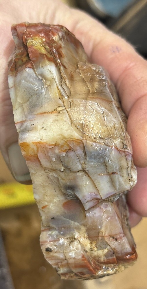 Colorful petrified wood