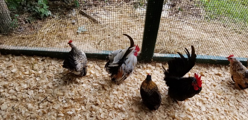 Serama Bantam Eggs. 1 Dozen + extras. Video NO RESERVE!!!