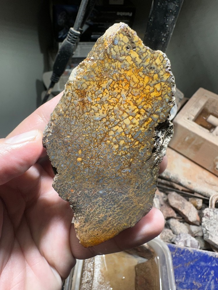 Dinosaur bone rough **hxtled end cut.