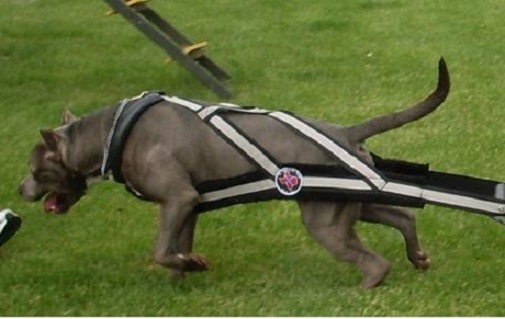 Dog Weight Pull Harness, pull harness, dog pull harness