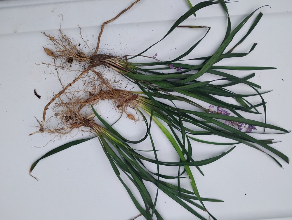 Monkey Grass, Big Blue, Clumping, Lirope 60 Bare Root Plants