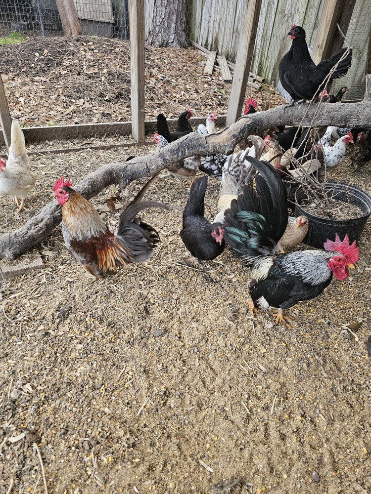20+ Serama Chicken Hatching Eggs