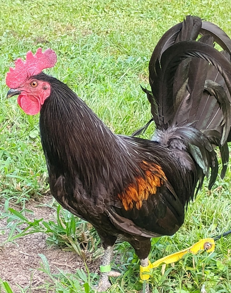 Pure Sid Taylor *10 Hatching Eggs