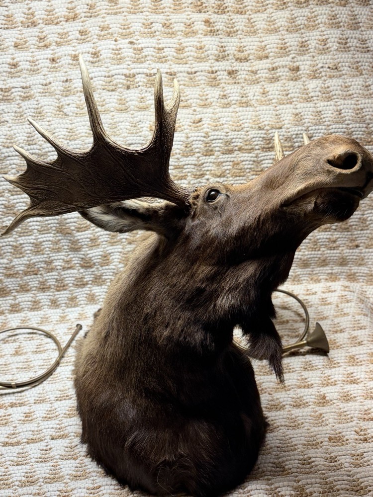 Shoulder Mount Moose