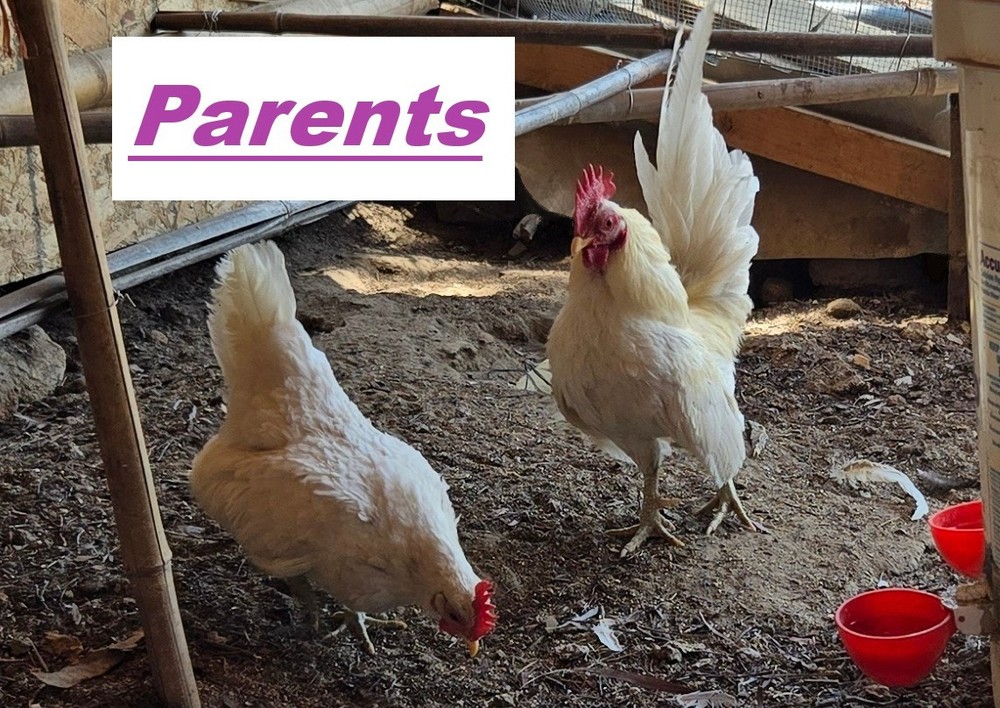 6+ Half Dozen Serama Chicken Hatching Eggs Mini Chicken