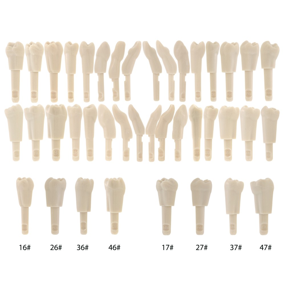 32Pcs Dental Tooth Model for KaVo Basic Model Teeth Retention Mechanism