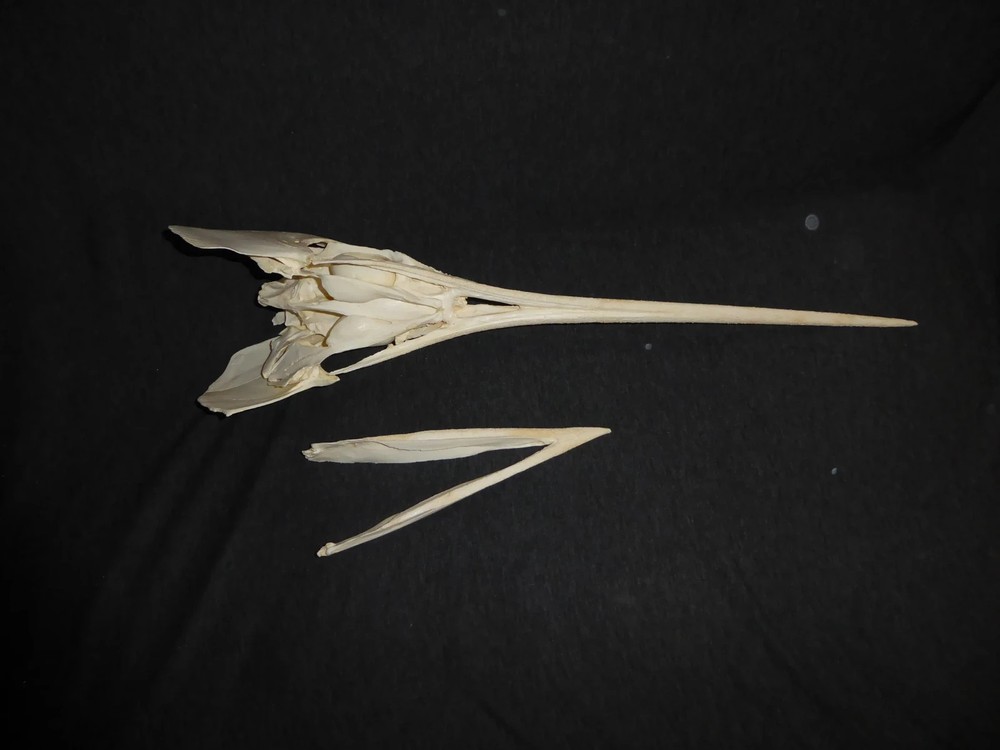 SWORDFISH SKULL  REPLICA