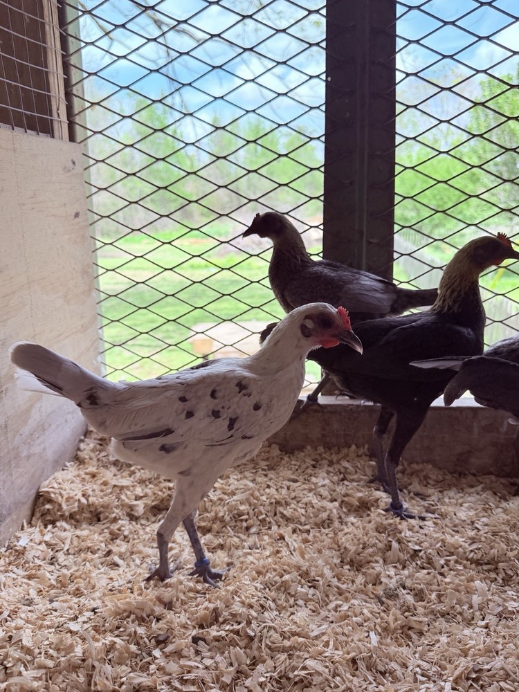 6 + Lemon Blue Modern Game Bantam Hatching Eggs
