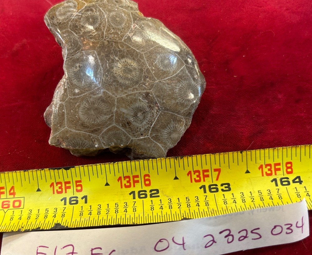 Petrified Coral End Polished