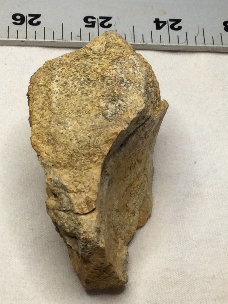 Dinosaur Caudel vertebrae/ Sauropod