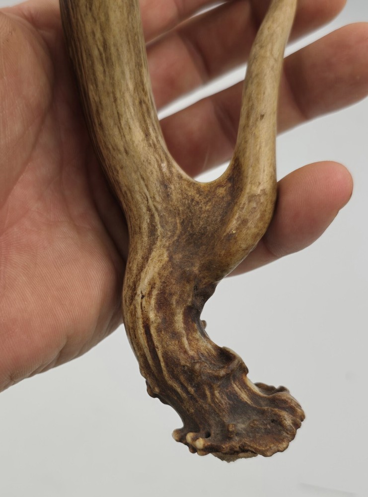 Unique deer antler shed ✅️