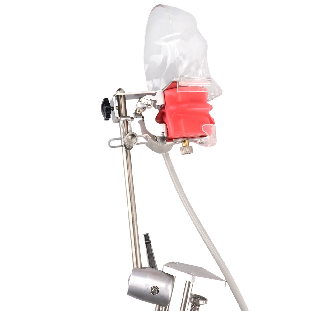 Dental Silicone Phantom Head Model&Replacement Manikin Teeth Model Fixed on Desk
