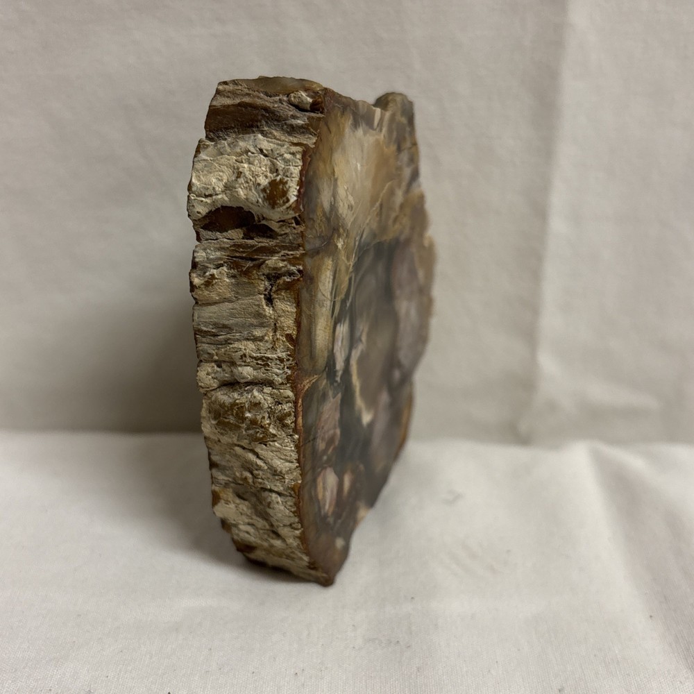 Petrified Wood (3.5” x 2.5”)