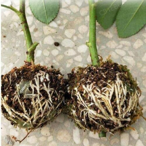 Garden Fruit Tree Plant Rooting Ball Root Growing Boxes Case Grafting Rooter CB1