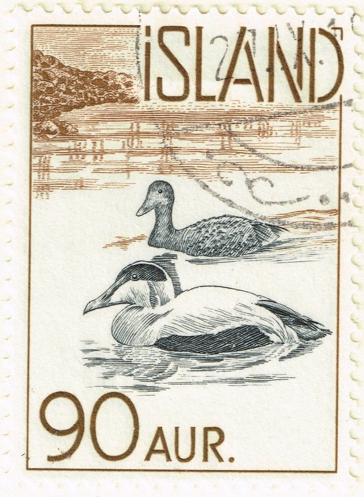 Iceland Fauna Birds Eider Ducks stamp 1959