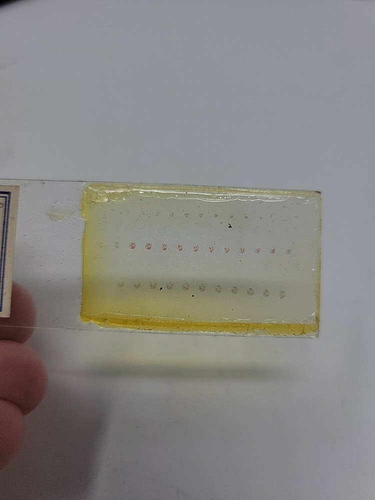 Vintage Microscope Slide 1941