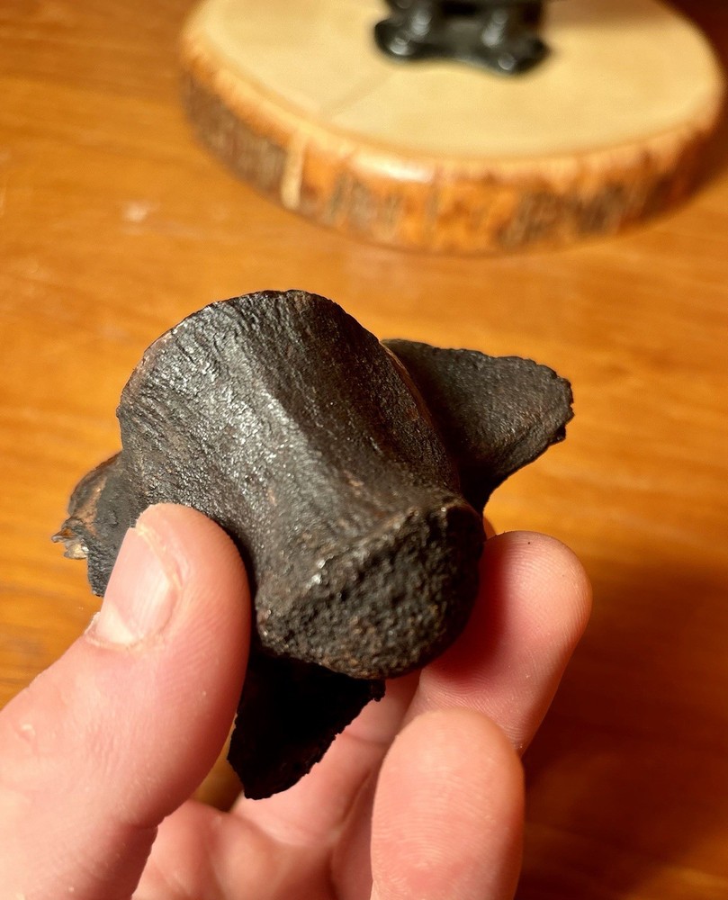 Museum Quality Associated Fossilized Alligator Vertebra Mount