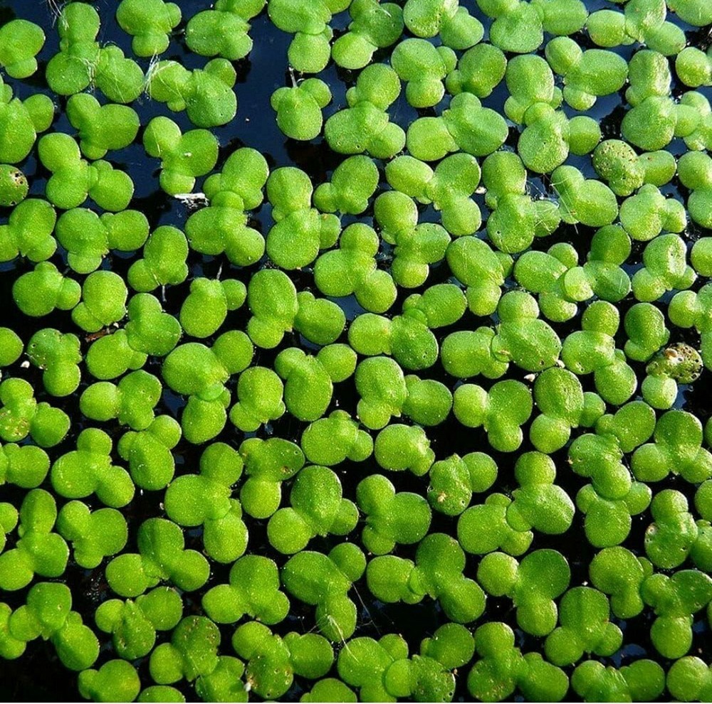 Duckweed Freshwater Plants