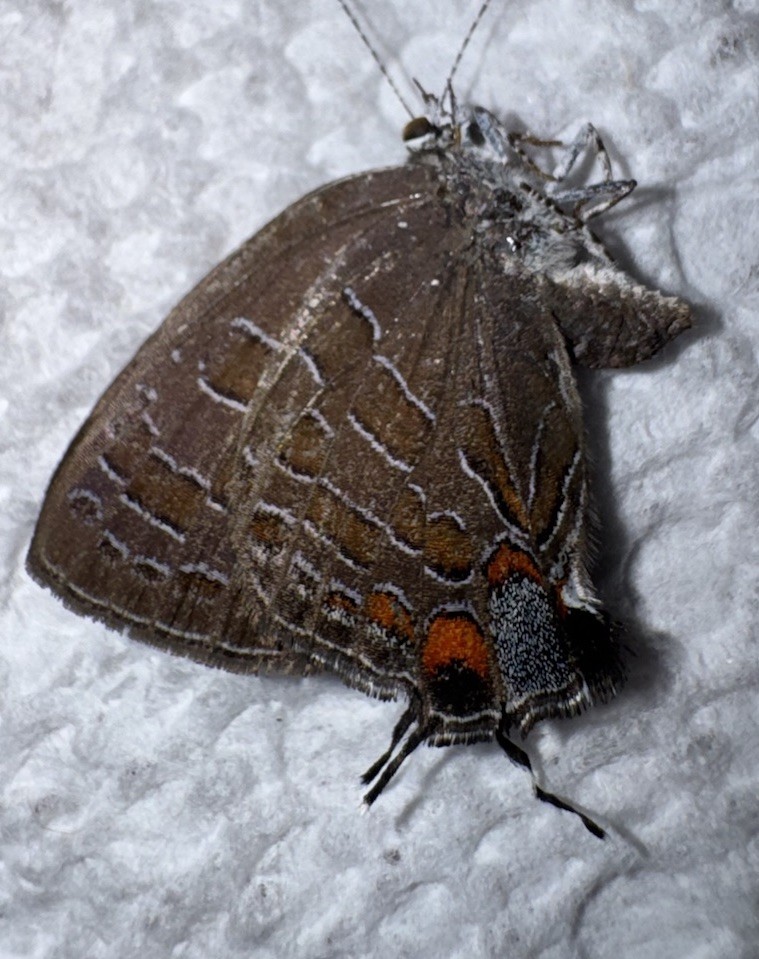 JS - STRIPED HAIRSTREAK - Satyrium liparops 2