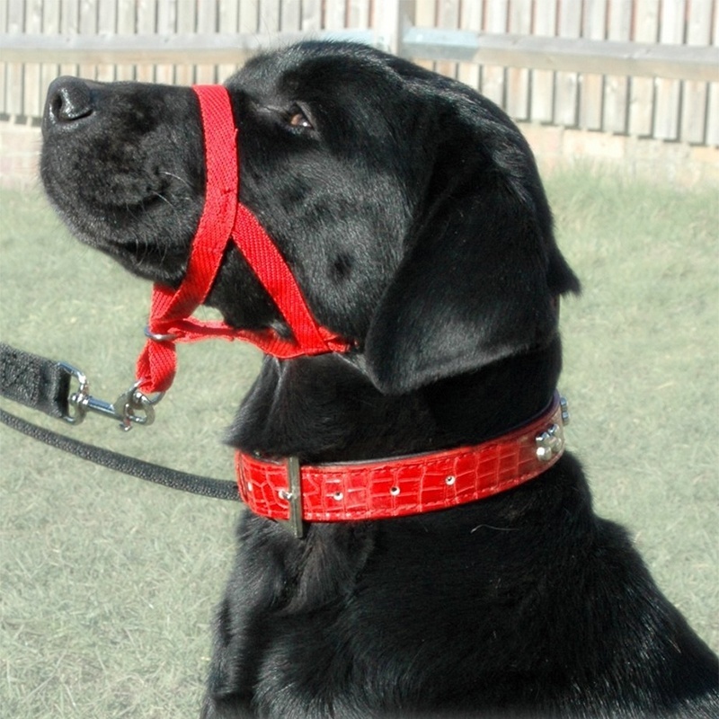 GENUINE HALTI DOG Head Collar NO PULL Slip Training HeadCollar STOP PULLING NEW!