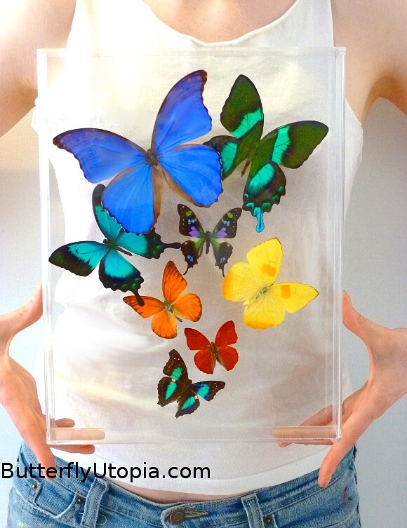 Real 3D Framed Butterflies: Butterfly Art - Acrylic Frame - includes Blue Morpho