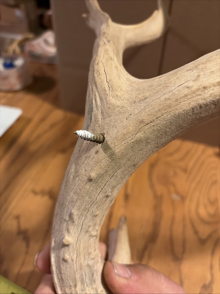 Large Antler Shed See Photos