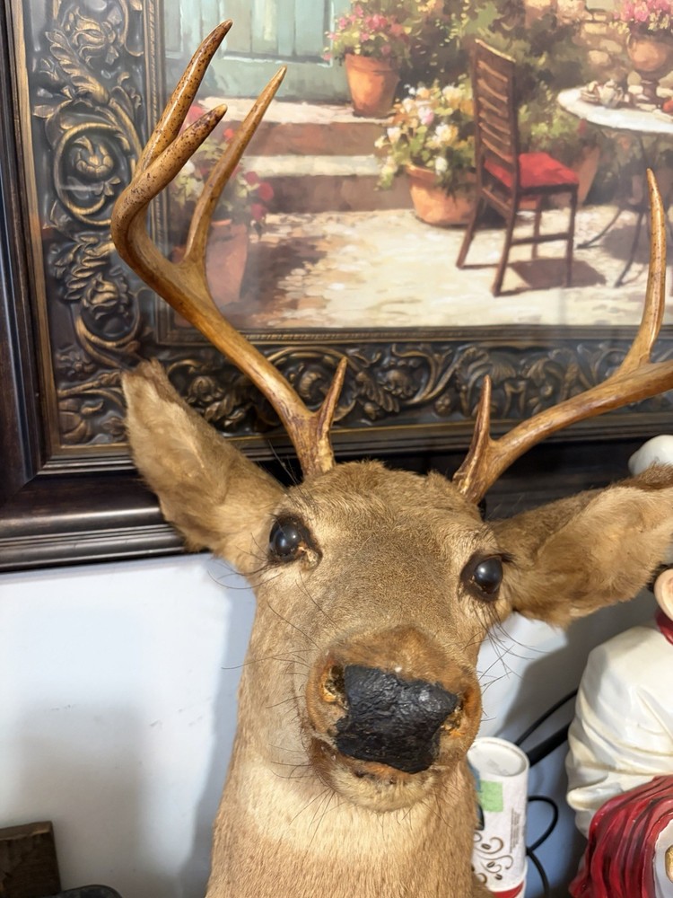 8 Point Buck Mount