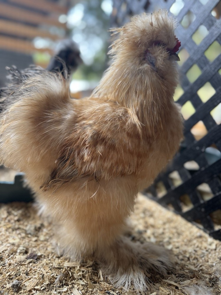 Lemon Cuckoo Silkie Hatching Eggs (12)