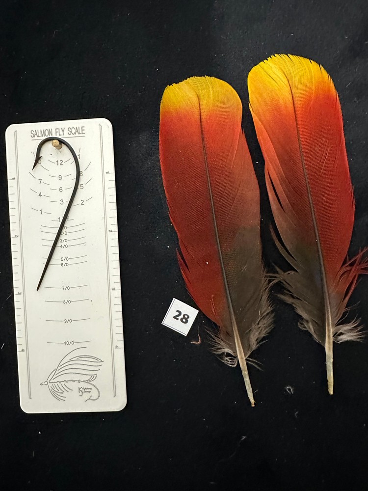 Parrot feathers for Salmon flies