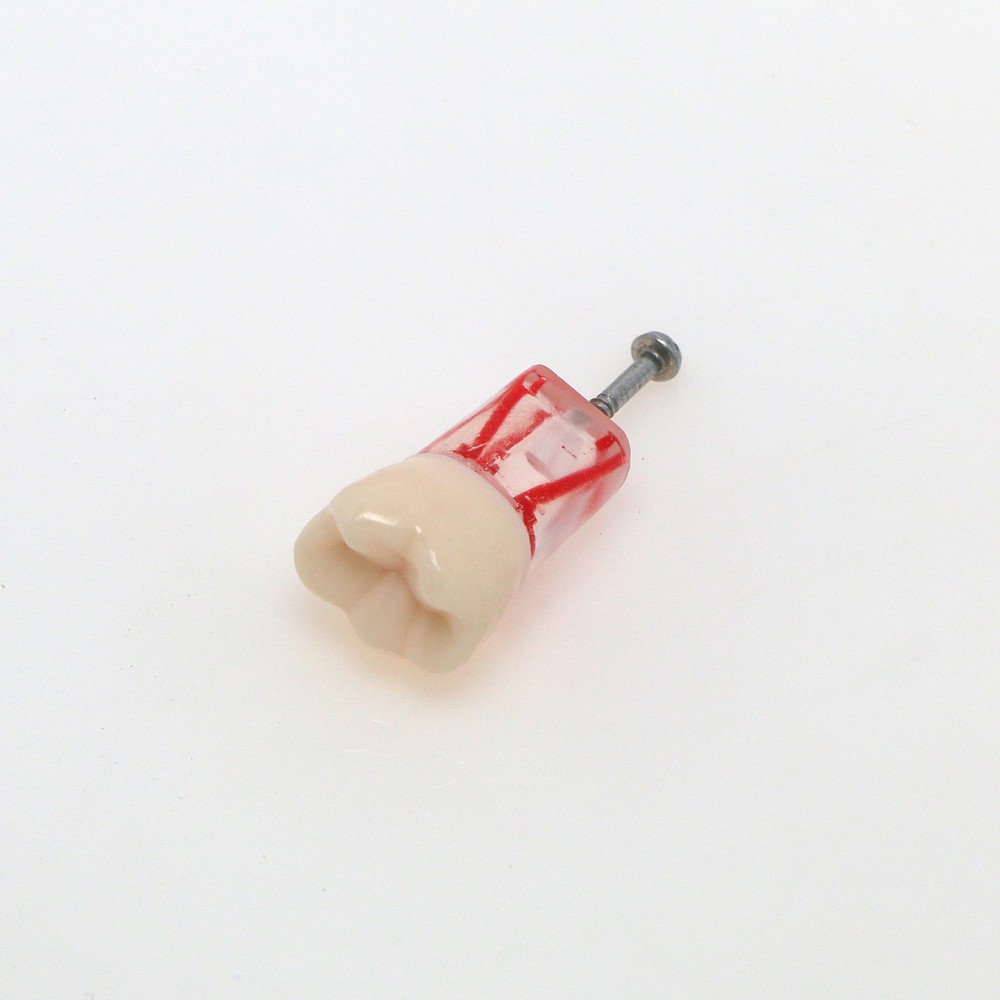 10PCS Root Canal Dental Study Model RCT Practice Typodont Model Teeth Tool