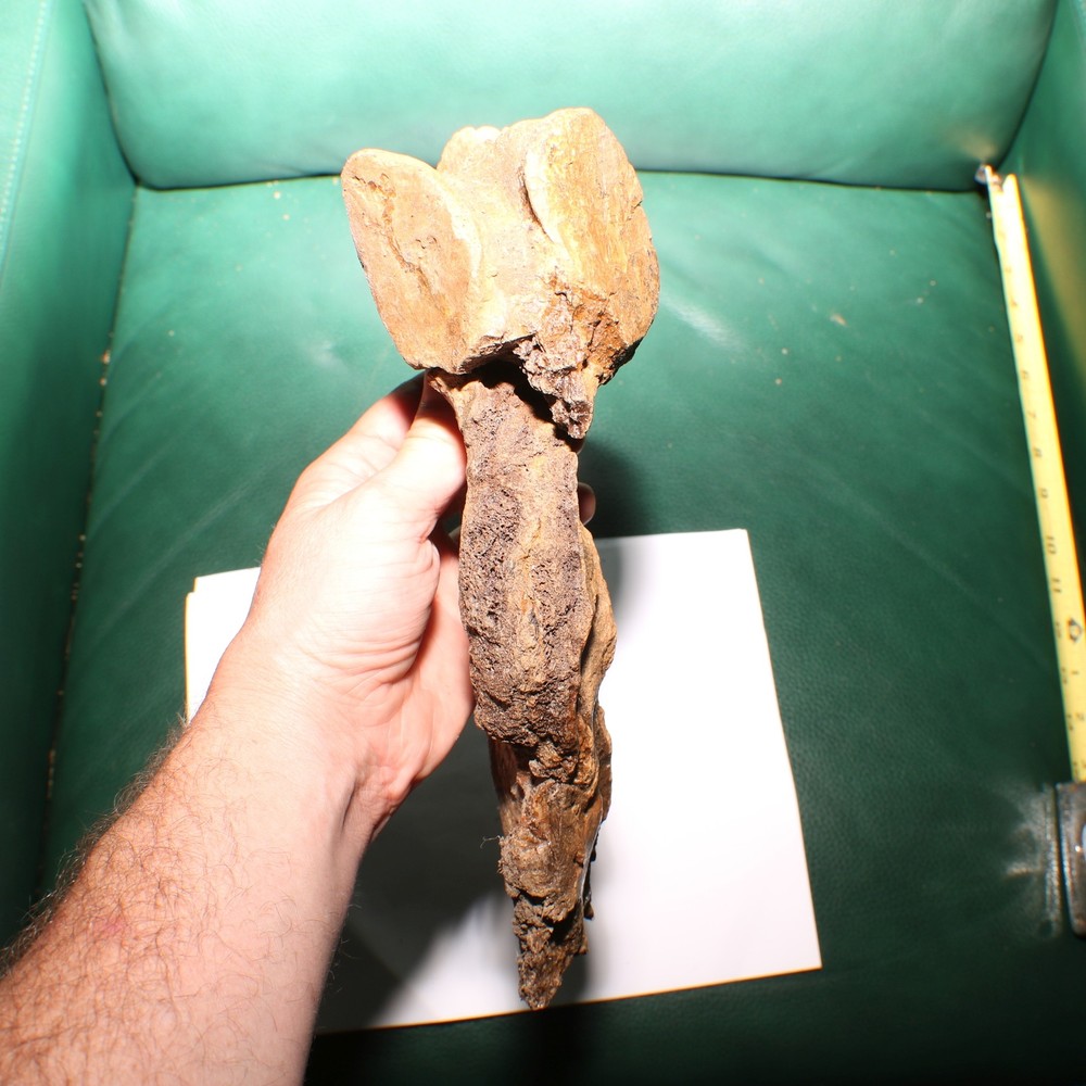 Triceratops Syncervical Vertebra Process Section Hell Creek Formation Cretaceous