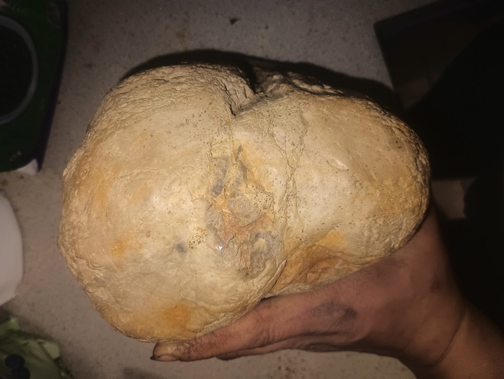 14LBS petrified wood large round with visible grain.