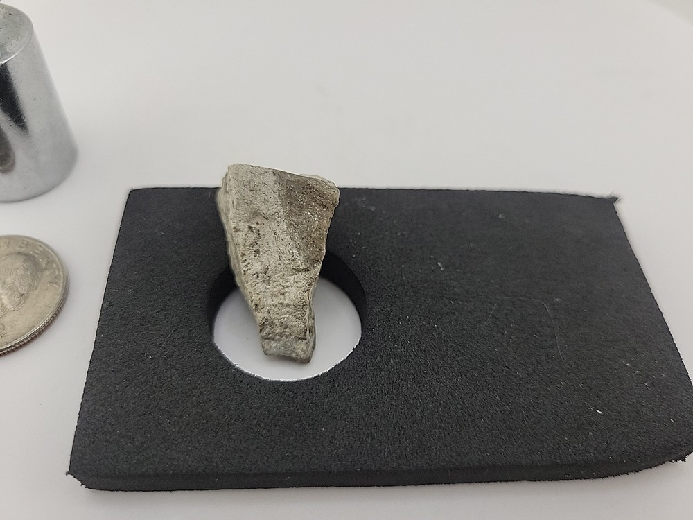 Triceratops Fossil Tooth