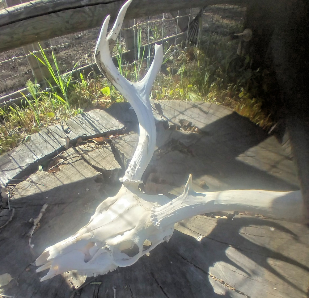 Mule Deer Skull Decor Man Cave Buck MULE DEER
