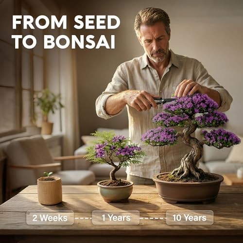 Bonsai Starter Kit – Growing Jacaranda Bonzai Tree | Complete Indoor Tree Kit fo