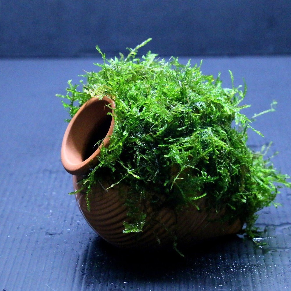 Java Moss / Christmas Moss (20 grams or .70 oz)